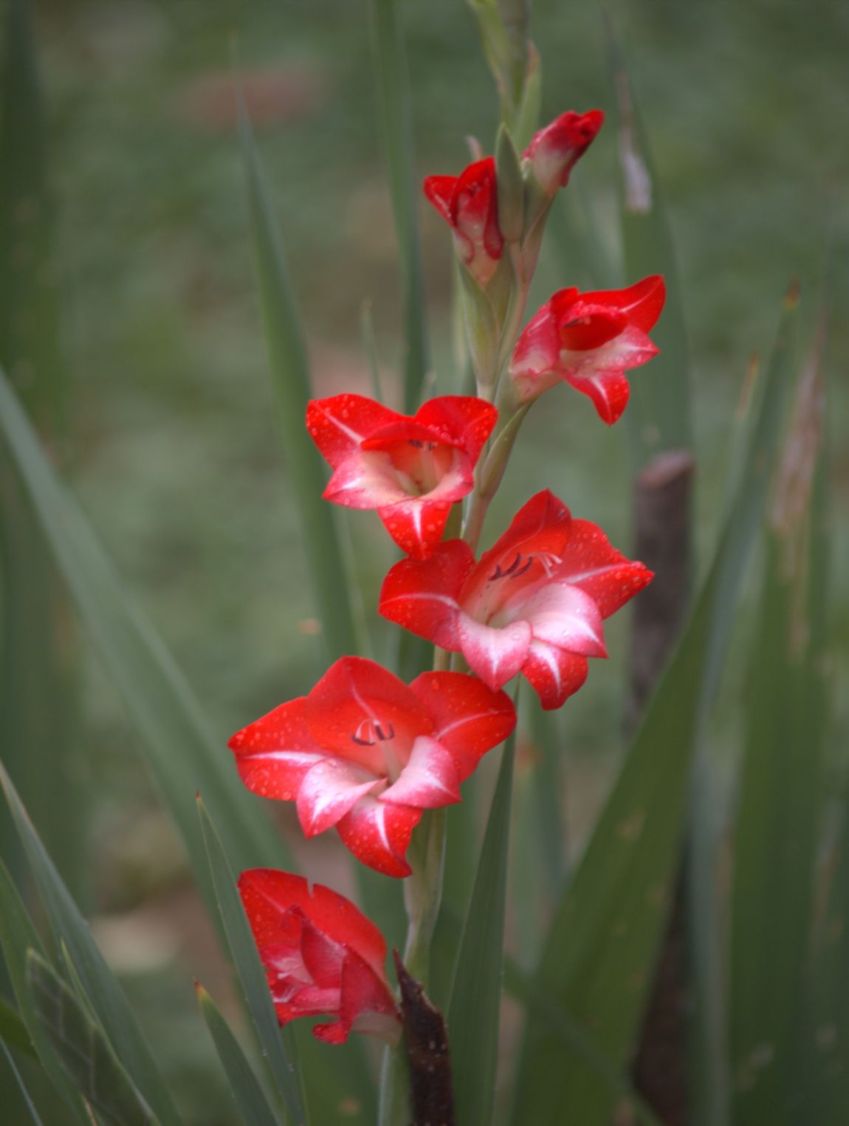 3 Красных Гладиолуса